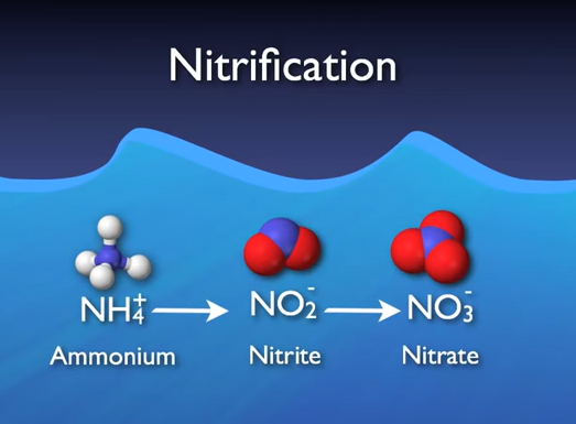 Tính toán bổ sung kiềm trong quá trình nitrat hóa